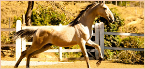 A Raça - Cavalo Campolina